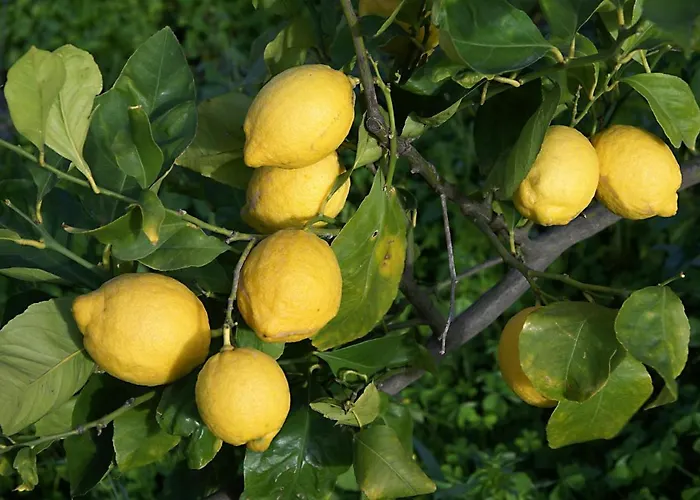 Il Limoneto Acireale