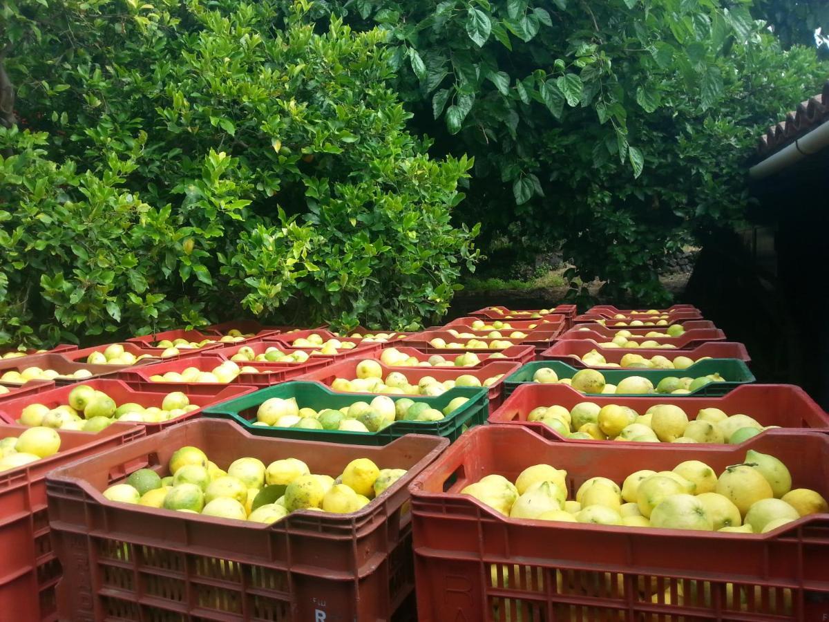 Il Limoneto Alloggio per agriturismo *