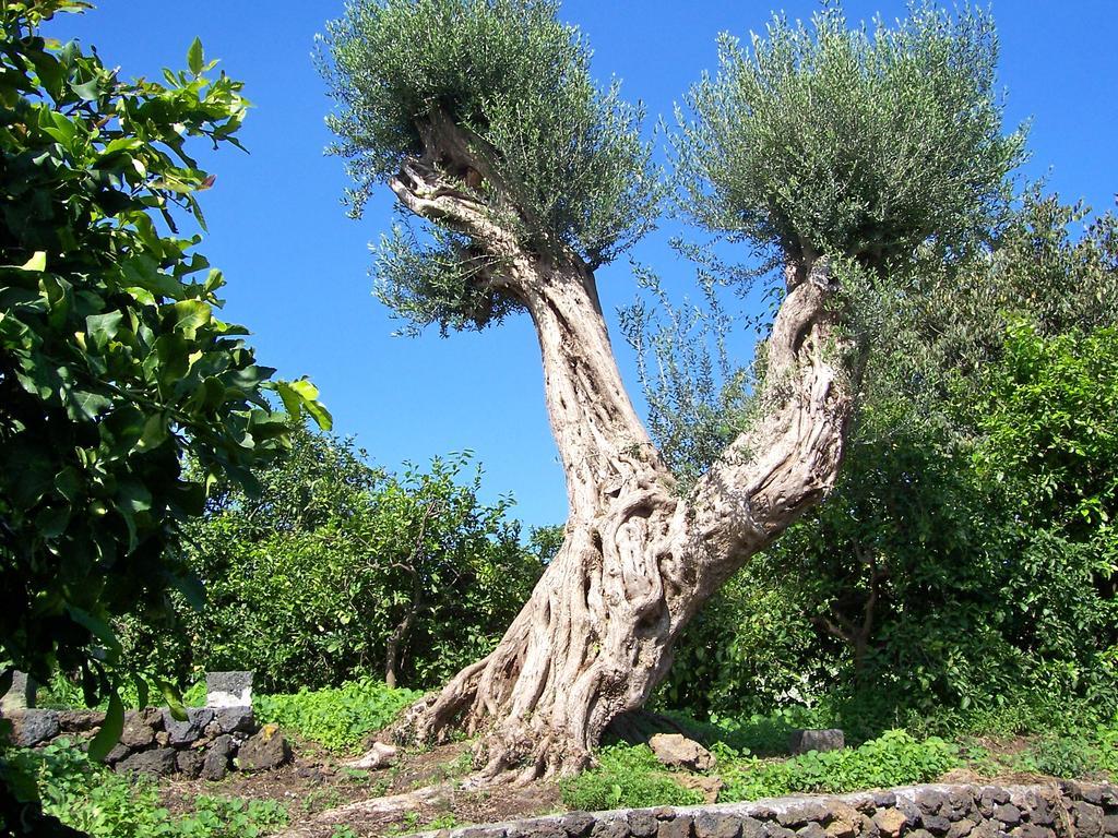 Il Limoneto Alloggio per agriturismo Acireale