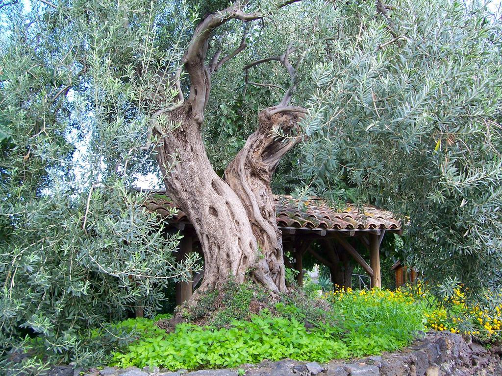 Il Limoneto Alloggio per agriturismo *